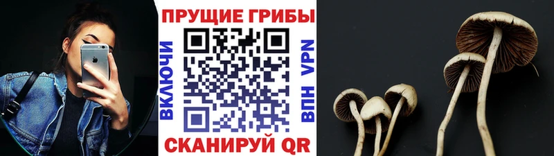 Псилоцибиновые грибы мухоморы  Купить где  Грязовец 